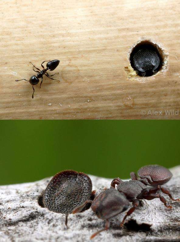 图片来自alexanderwild 龟蚁发展了兵蚁的另一个技能,防御.
