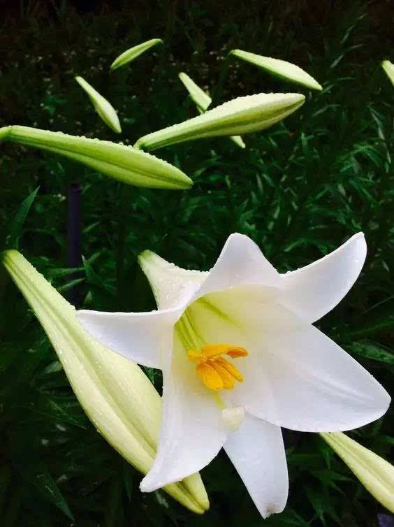 兰花是一种美丽而精致的花,它们看起来像一朵有着几何形的花瓣的花,有