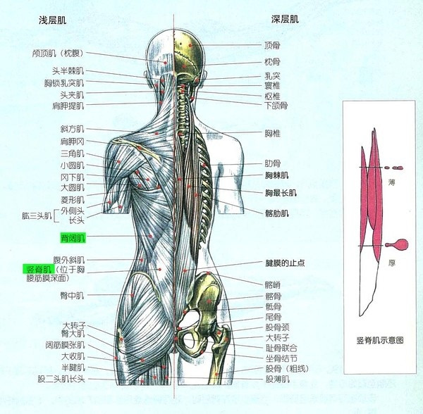 首先看一下背部的肌肉分布女生要知道你的背阔肌在哪里,脊柱两侧的竖