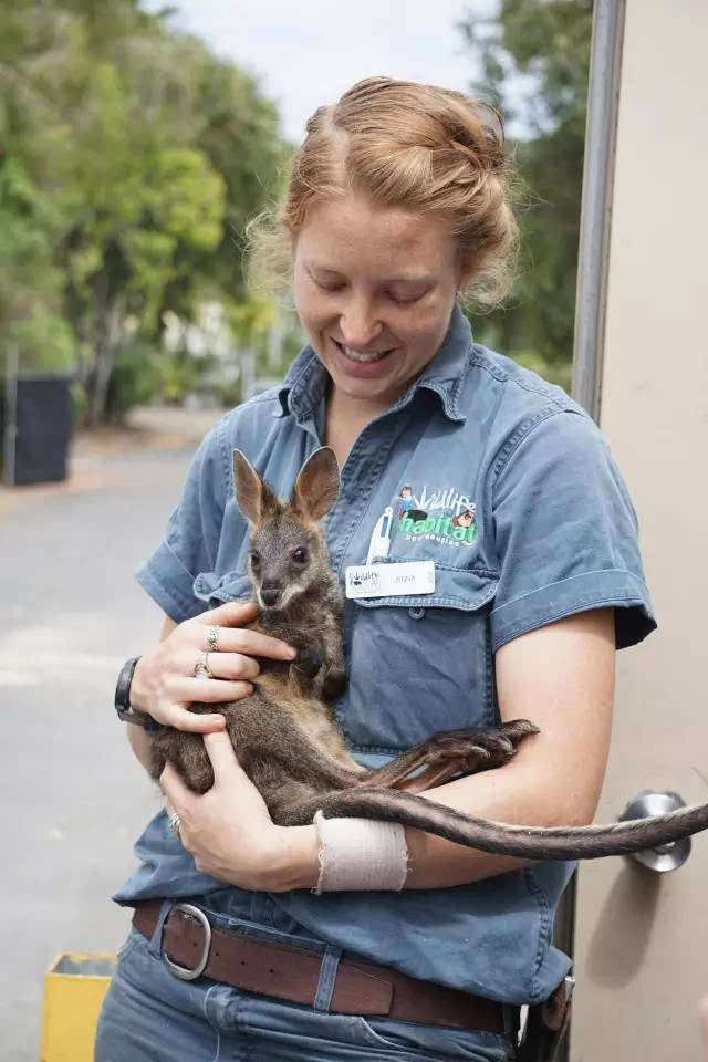 动物管理员说,这只小袋鼠是她一直在抚养,它就是她的宝宝,能认出她的