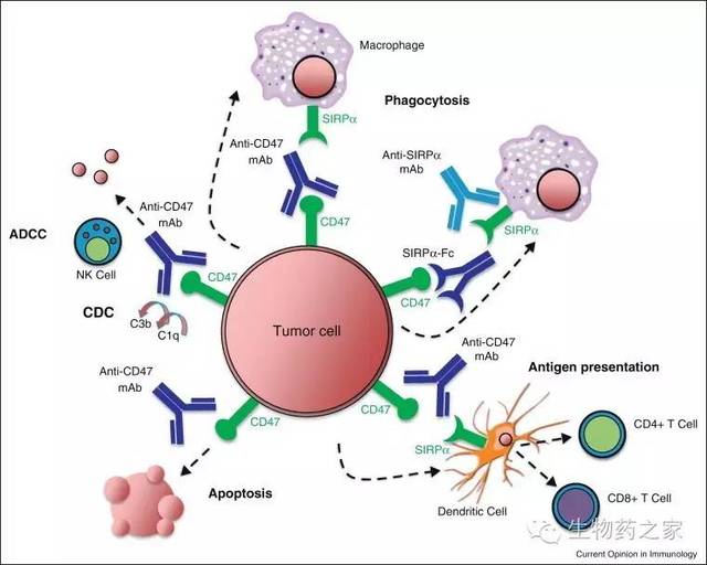 cd47抗体会是肿瘤免疫领域下一个明星吗?