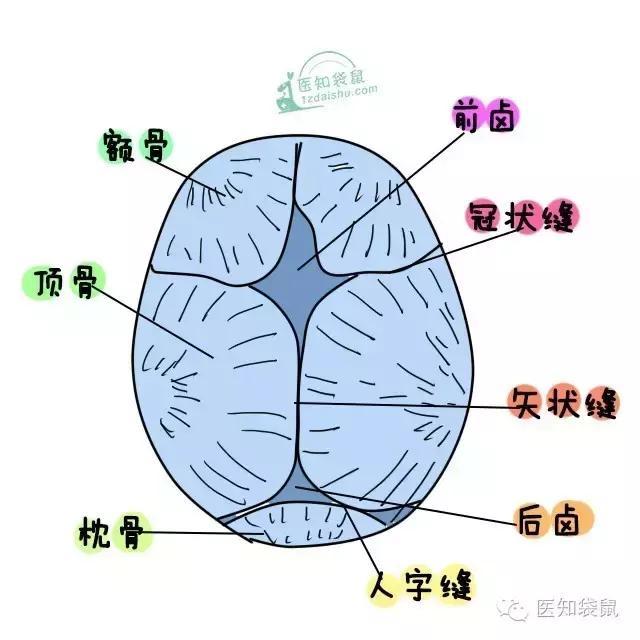 胎宝宝的颅骨并不是一块完整的骨头,而是由额骨,颞骨,顶骨各两块及