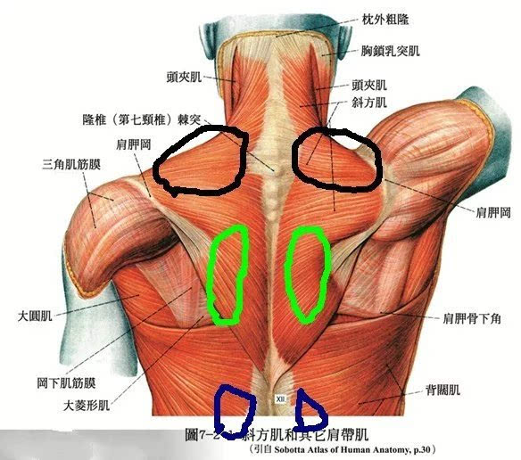 颈椎后部肌肉解剖剖从外向内大致分为浅层肌和深层肌,这是一个总的