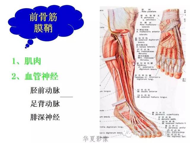 下肢高清解剖图