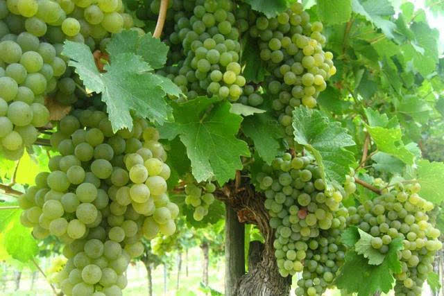 入门|世界上最流行的 13 大白葡萄品种