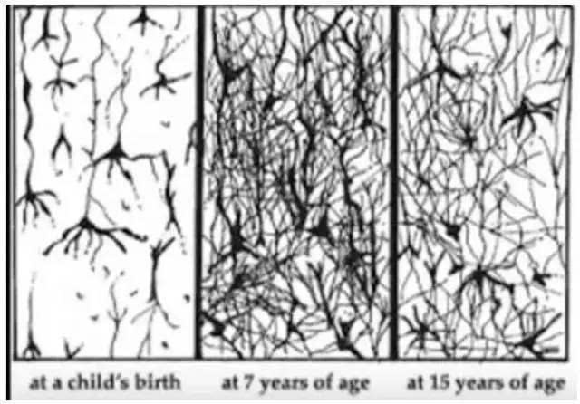最经典的就是不同年龄扫描的神经元的连接图.