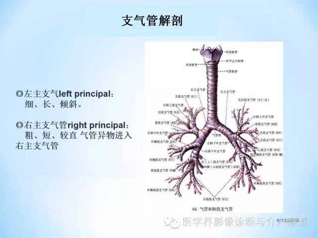 肺部及胸内淋巴结分组解剖,超全!