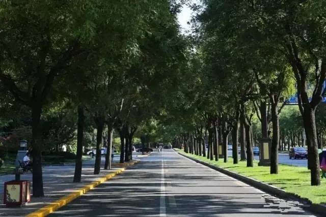 西安市曲江新区 雁塔南路国槐成林, 成了西安最美的国槐大道.