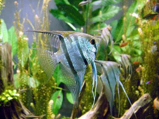 水族世界十大最美丽观赏鱼的第五名:天使鱼