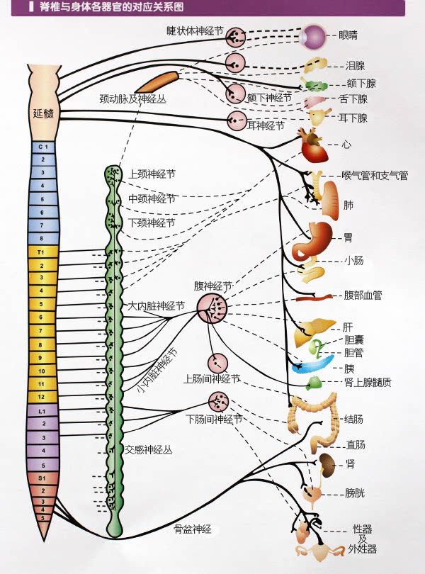 不自觉中,改变了脊椎的正常弧度,使得颈椎神经长期受到压迫就容易有