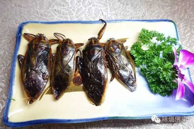 蚯蚓,蚂蚁,龙虱,蟾蜍,桂花蝉,这些三水田基美食你想不