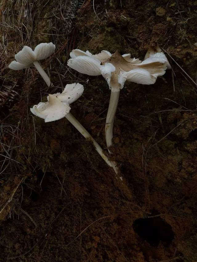 (杏鲍菇同学你就别凑热闹了好么