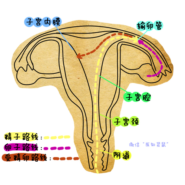 上环的避孕原理是什么_上环避孕原理图解(2)