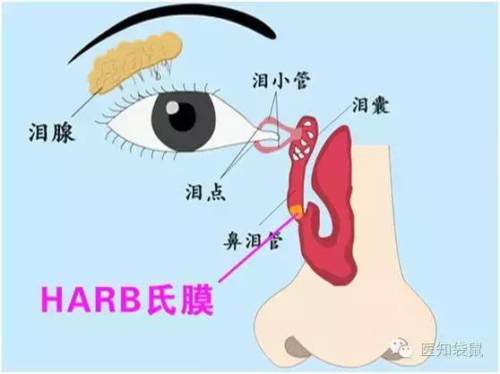 但切勿直接压迫眼球;另外一种是用指腹沿鼻翼向下按压,以便把鼻泪管