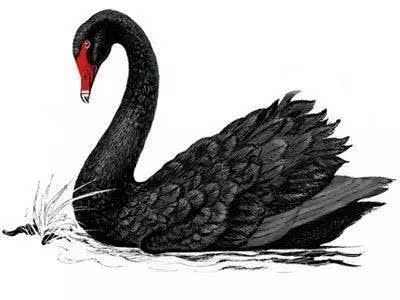陈年:《反脆弱》的作者塔勒布在他的另一本著作《黑天鹅》中说,火鸡的