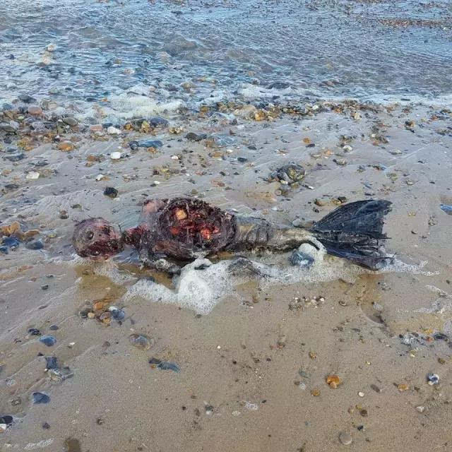 分享数张照片,声称在英国一处海岸发现了一具被冲上岸的「美人鱼尸骸
