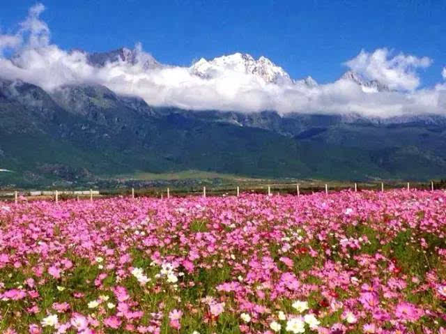 你能想象到雪山下的格桑花海有多美吗?