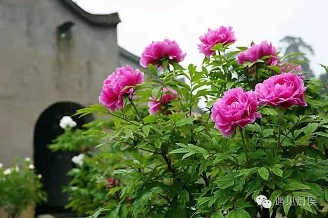 (大湖雪峰寺牡丹花张敏/摄)