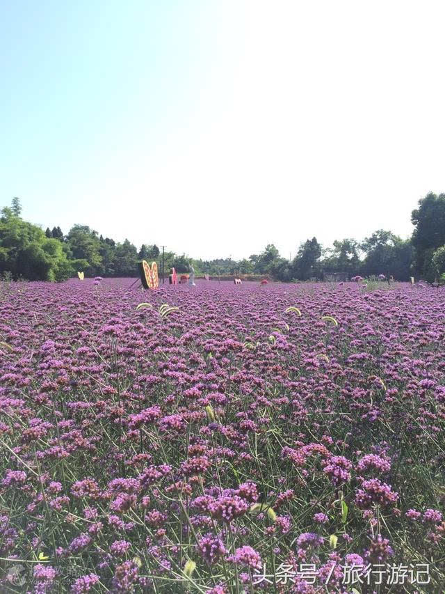 绵阳原香国际香草园