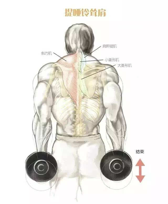 提哑铃耸肩——可以与杠铃耸肩结合,此动作还可以加强肩部的力量.