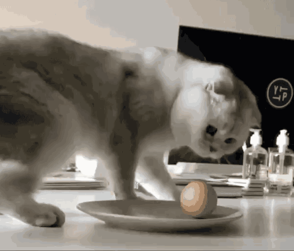当折耳猫发现一种叫做鸡蛋的东西后,便再也停不下