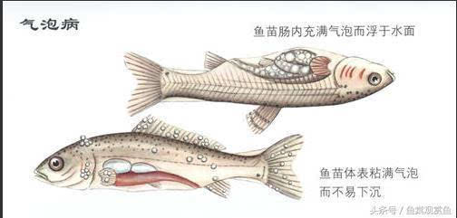 十六,气泡病:病鱼体表(尤其是尾鳍),腮丝内充满气泡;身体失衡,尾上头