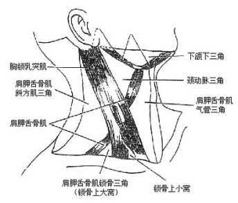 颈前三角