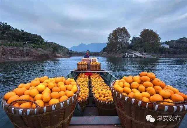 最美秋景在乡间,你肯定没见过的千岛湖秋日"色"语