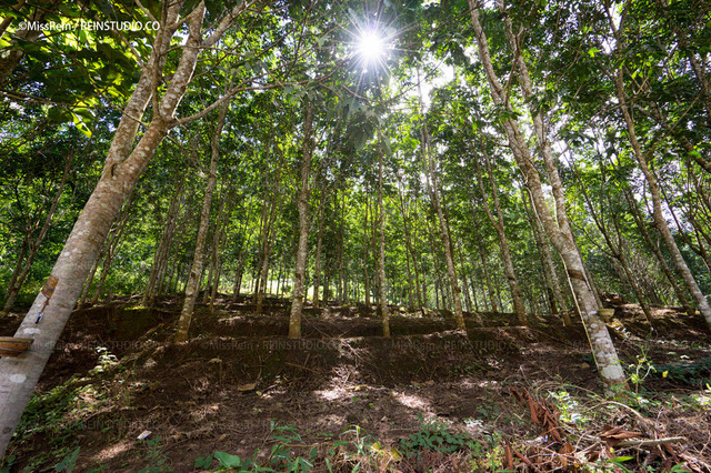 大片的橡胶林,为生态环境和经济都带来有利的影响.