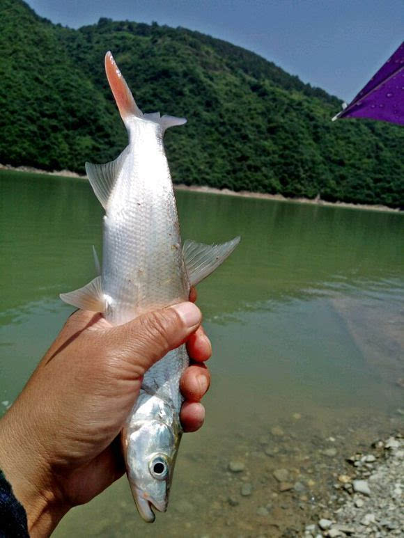 垂钓红尾巴鱼,性情凶猛,钓起来十分刺激