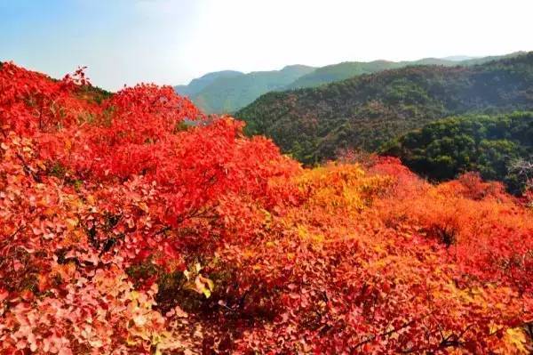 景区分别包括照金红色小镇,(也就是革命根据地)薛家寨景区和香山景区