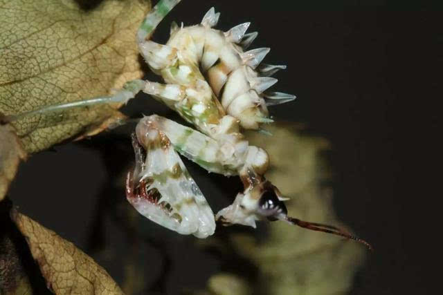 (图片来自网络) 刺花螳螂的翅膀 刺花螳螂的初生幼体通体黝黑,雄性第