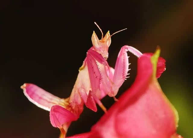 如此妖艳的螳螂你见过吗?