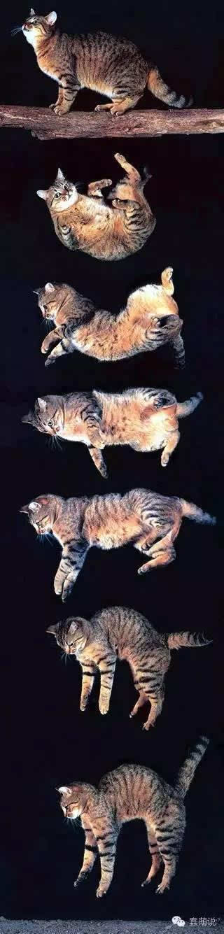它们经常需要在高处跳来跳去,因此身体也发展成适合跳跃的体型;而猫咪
