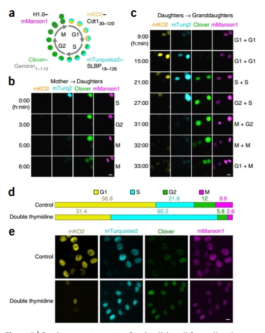 nature methods:这个蛋白,能可视化活细胞发育周期的"盲区"