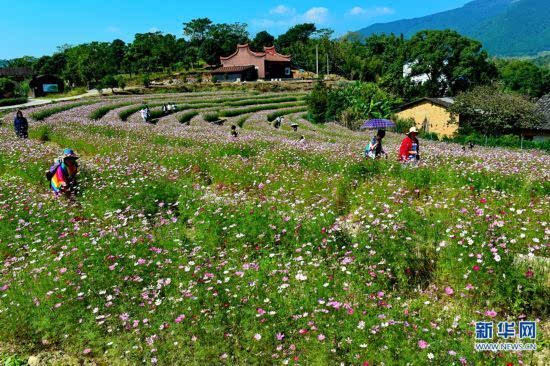 福州闽侯孔元村 美丽花海引客来(组图)