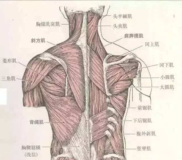 骨周围的各种肌肉群不发达,无力,使锁骨和肩胛骨外侧(肩峰部位)下垂