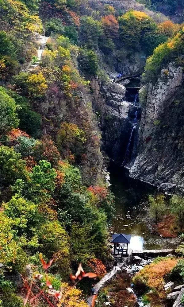 sunandswift 日照驻龙山龙山寺里的千年银杏,最近几天正是赏银杏的