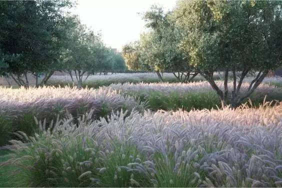 同时,观赏草也可作为植物的配景, 通常把它们用在花境的边界处, 使各