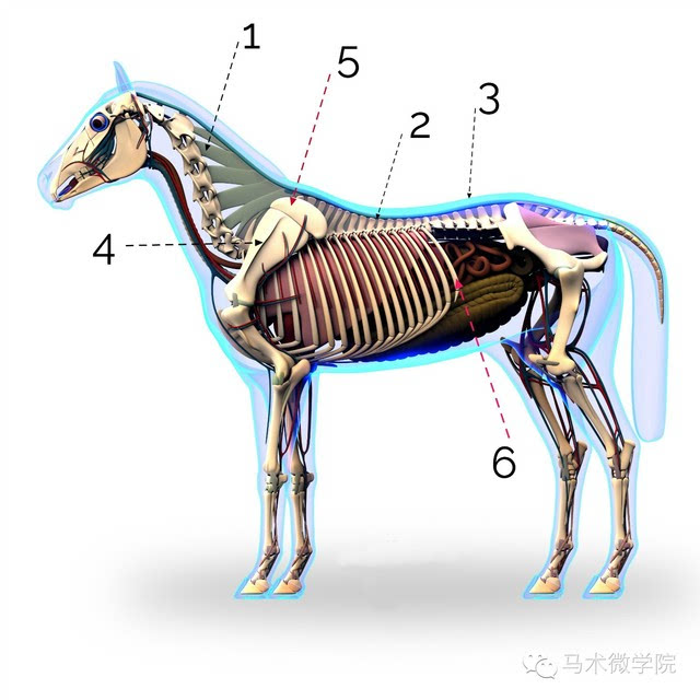 马匹的骨骼解剖图示