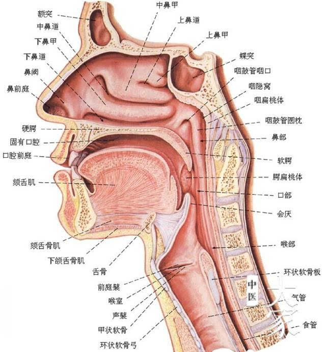 患上鼻炎,患者会出现鼻腔堵塞,多涕等症状,多数人还伴有头痛,食欲不振