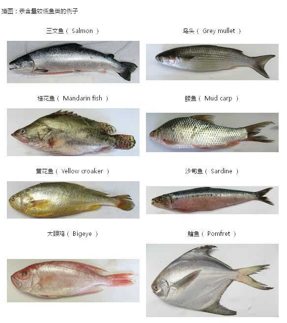 海鱼:三文鱼,凤尾鱼,比目鱼,鲱鱼,金枪鱼,裸盖鱼(又称银鳕鱼,黑鳕)