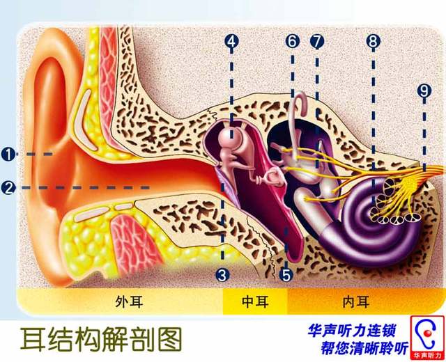 耳朵的内部结构是什么样的?