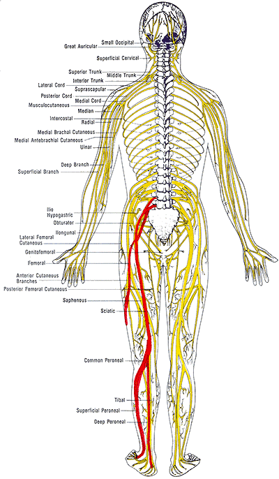 以腰,臀部直至下肢, 沿坐骨神经走行及分布区放射性疼痛为临床特征