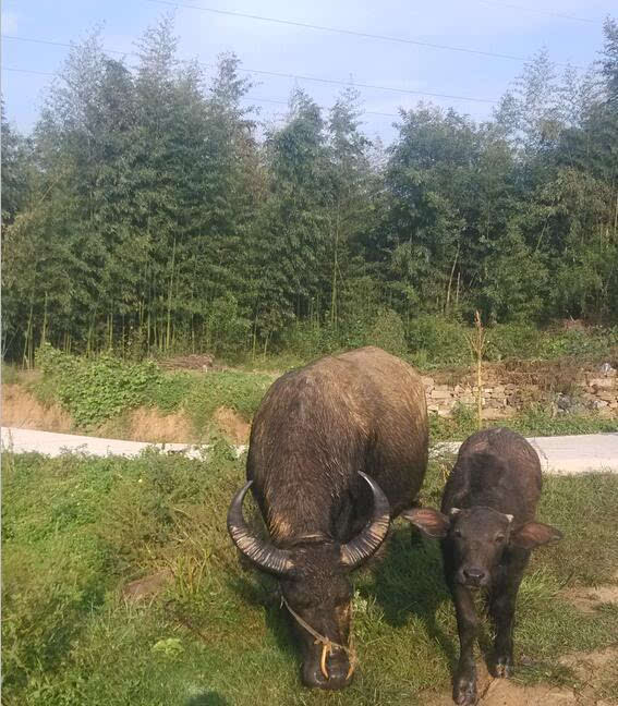 家里养的大水牛前不久生了一个小牛崽,看上去萌萌哒