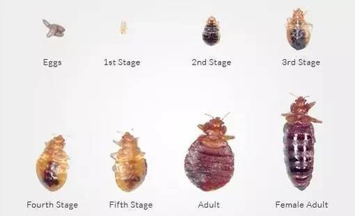 臭虫不同生命阶段样貌 臭虫到底是什么?