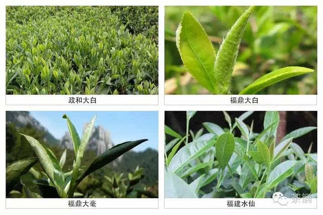 不同茶都来自种茶树:爱茶的你怎么可以不懂这个呢