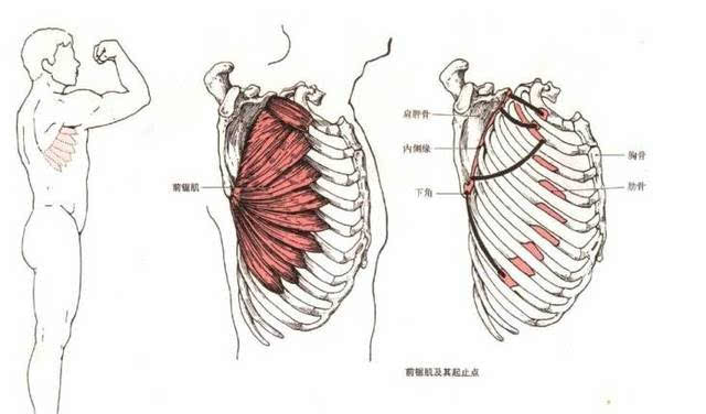 前锯肌(serratus anterior) 位于胸廓侧面,以肌齿起自上8或9个肋骨