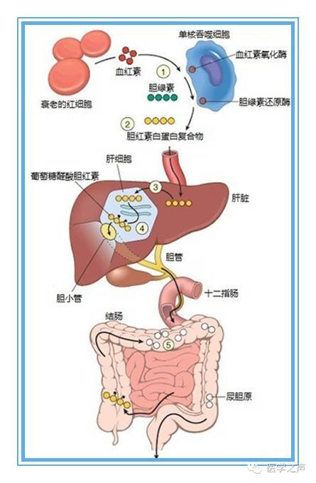 "胆红素":你从哪里来,将要去何方?