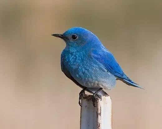 赏色 鸟儿的羽毛为什么是蓝色的?